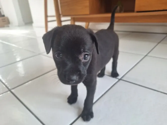Cão para adoção 