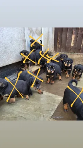 4 ROTTWEILER PARA DOAÇÃO 