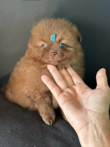 Lulu da Pomerania anão Chocolate perfeitinho ac cartão 