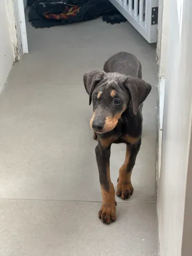 FILHOTE DE DOBERMAN CINZA COM PEDIGREE PARCELO NO CARTÃO