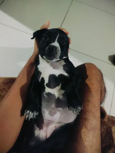 Vendo filhote de Pitbull Fêmea