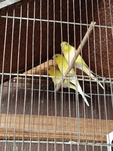 Gaiola viveiro 