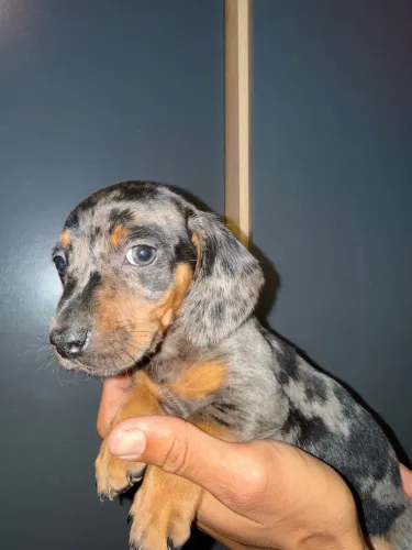 Filhote Basset dachshund macho alerquin!!