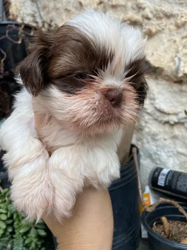 Shihtzu filhotes 