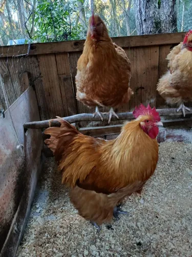 Ovos galinhas Orpington dourada e Marrecos pompom