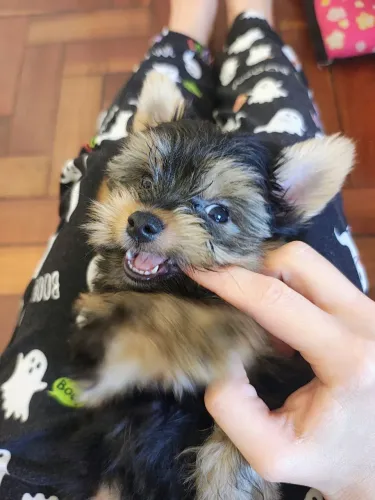 Yorkshire machinho