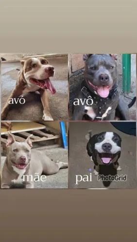 Filhote de pitbull ( American staffordshire terrier )