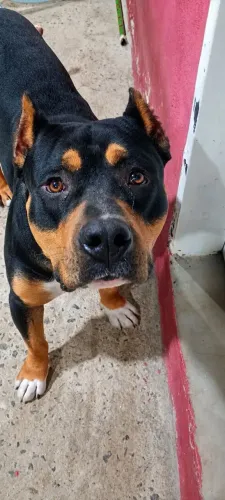 Doação responsável