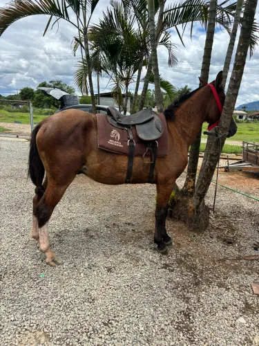 Vendo cavalo 