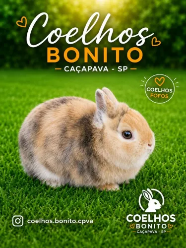 Coelho anão netherland dwarf importado