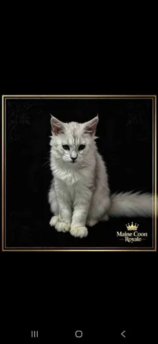Filhotes de Maine Coon Natal-RN