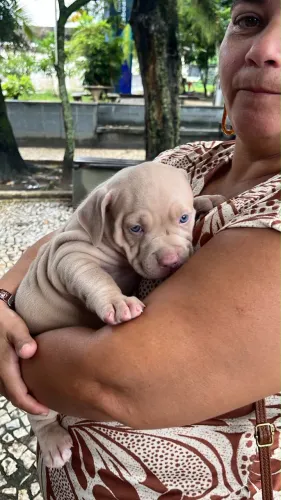 Filhotes de Pit Monster, lindos e dóceis!