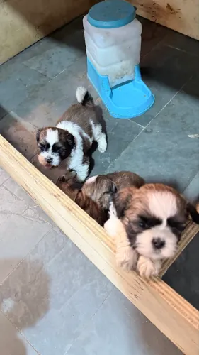 shih-tzu