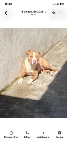 Doa-se Pitbull com 1 ano dócil super bem cuidado