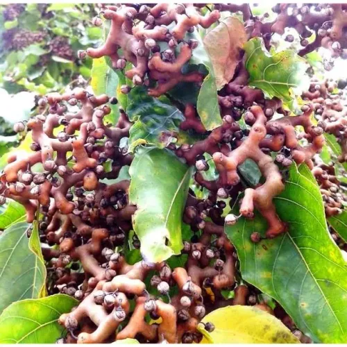 Mudas de Uva Japonesa com 1,50 mts ( Pau Doce ) - Guarulhos