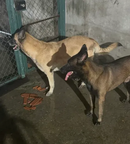 PASTOR BELGA MALINOIS (FILHOTES) Macho