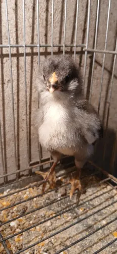 Pintinho ameraucano