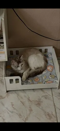 Caminha pet