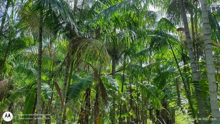 R$1.8 milhões açaiazal 65 mil pés produzindo