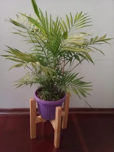 Suporte Legs Para Vasos de Plantas em Madeira Pinus Envernizado