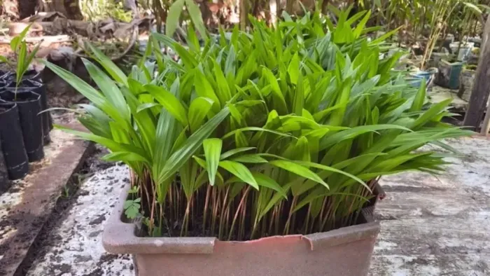 mudas da planta açaí brs sete leguas 