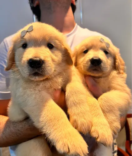 Golden Retriever alto padrão Black Promo