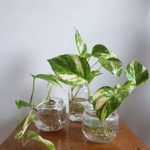 Plantas / muda da gibóia/suculentas/cactos