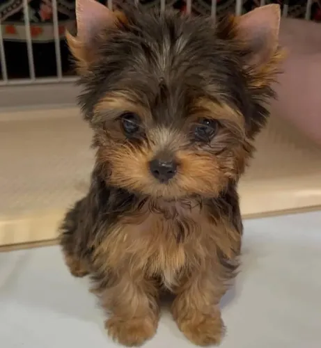 Filhote Yorkshire Terrier, Seus dias nunca mais serão os mesmos com um cãopanheiro fiel!
