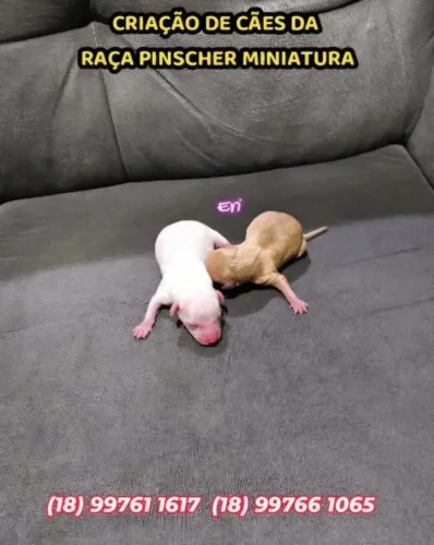Pinscher Miniatura 