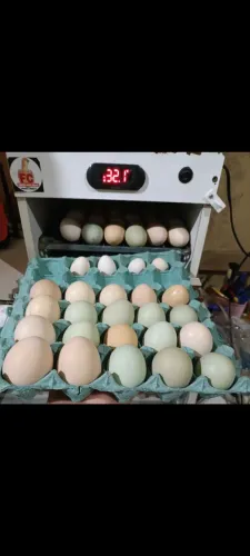 Ovos galados