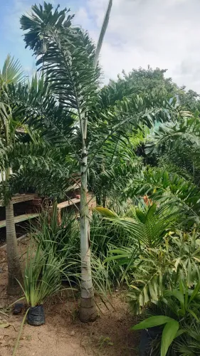 Palmeira Rabo de raposa 