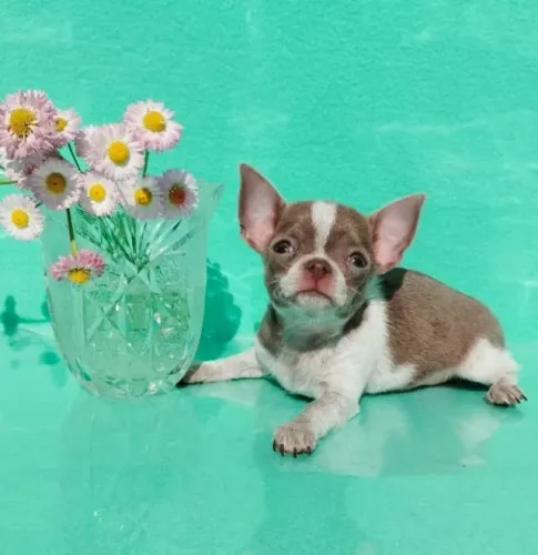 Chihuahua Fêmea Mini - Filhote Pequena, Linda e Encantadora!