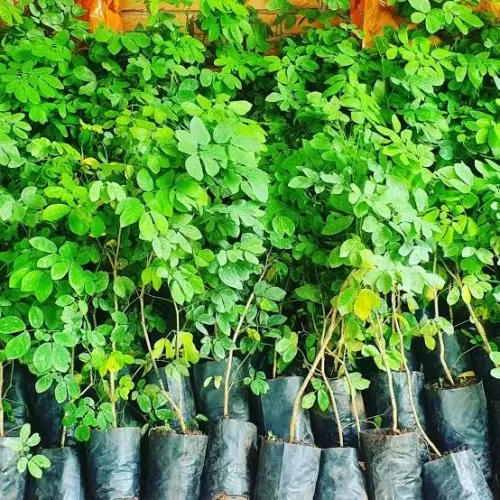 Mudas de Sansão do Campo - Cerca Viva a partir de 0,90