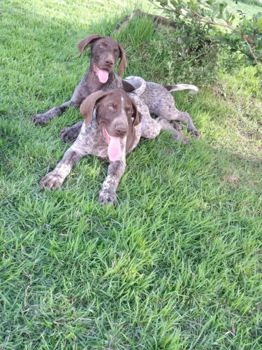 Vendo Filhotes Braco/Pointer Alemão 