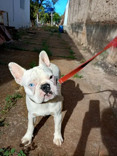 Bulldog Francês Fêmea