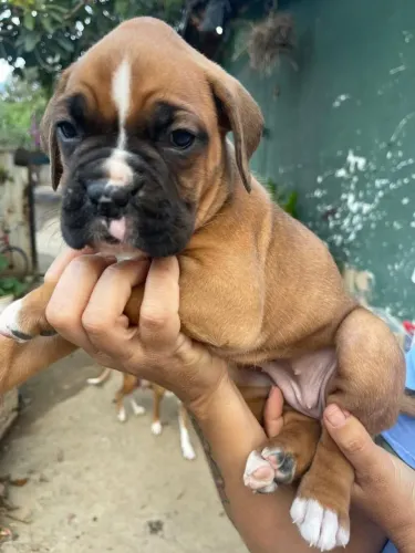 Filhotes de boxer 