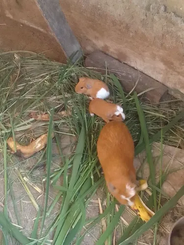 Porquinho da Índia filhotes