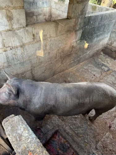 Porca recém desmamada