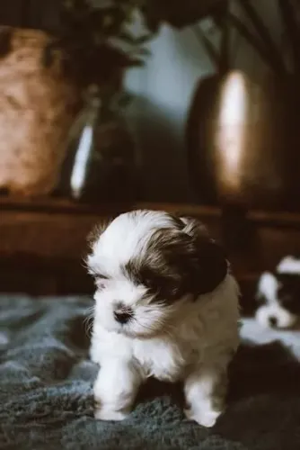 Shih Tzu Um dog que deixa tudo mais bonito ao redor