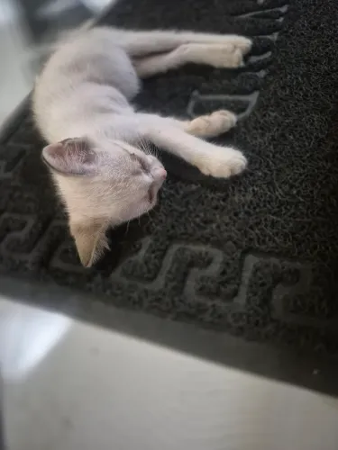 Gato filhote para adoção 