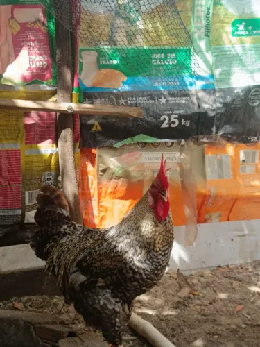 Galo Carijó Jovem 