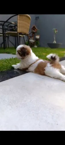 Vendo uma Shitzu fêmea 