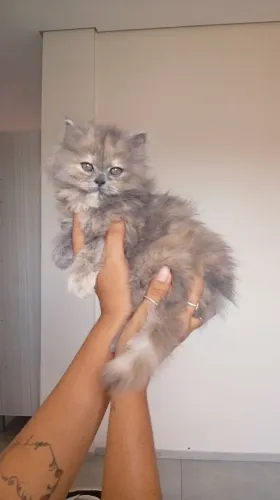 Persa Fêmea Doll Face 