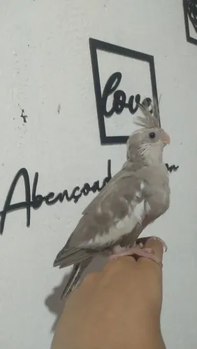 Disponível ?