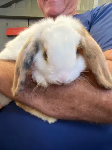 Coelhos mini lop uruquaio 