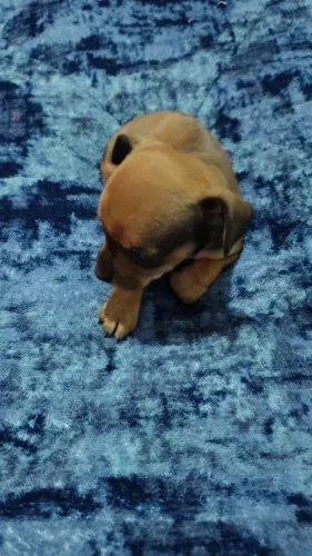 Pincher disponível 