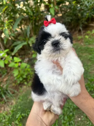 Shih-tzu Fêmea / Bicolor