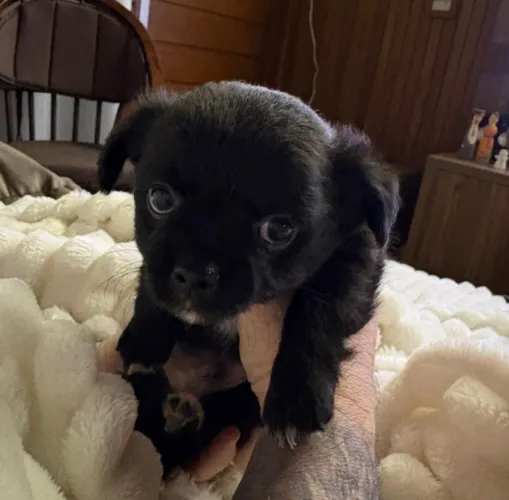 Filhote de Chihuahua