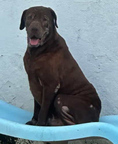 Labrador Retriever
