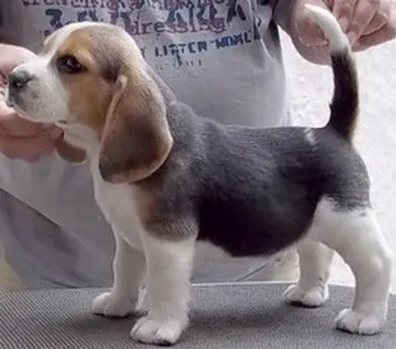 Filhote de Beagle Que Faz Cada Momento Ser Especial
